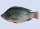 How To Defrost Tilapia